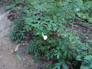 Plants in  Udawatta Kele forest